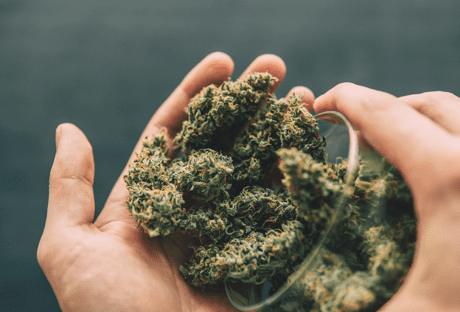 CBD Flower vs. CBD Oil: Which Should You Choose?