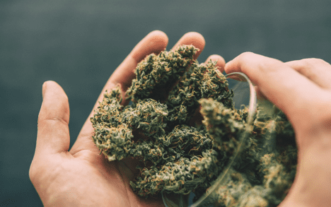 CBD Flower vs. CBD Oil: Which Should You Choose?