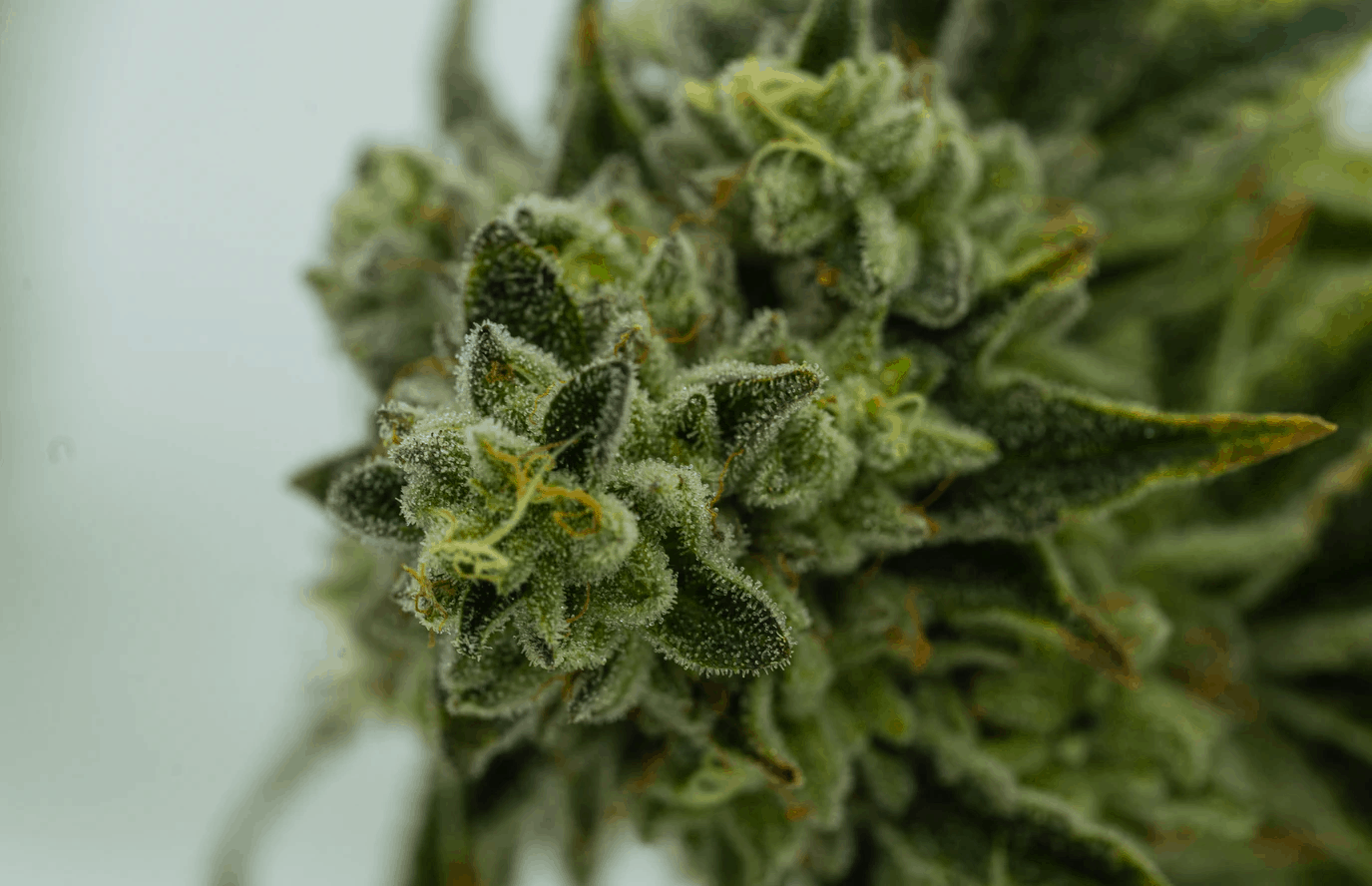 cbd flower online